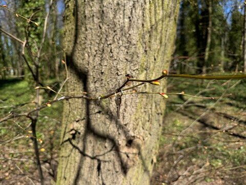 a key hanging on a tree