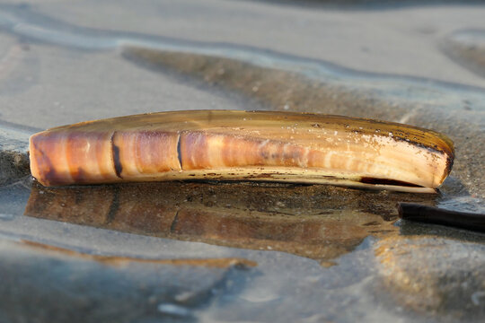 Razor Clam Shell on Wet Sand with Reflection &ndash; Minimal Coastal Macro Photography