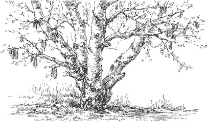 Obraz premium Detailed black and white pen illustration of a mature birch tree trunk and branches in natural setting