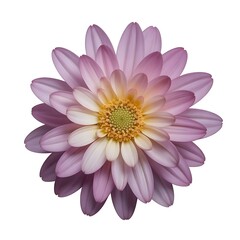 Obraz premium Single Elegant Colorful Flower with Vibrant Petals Isolated on Clean White Background