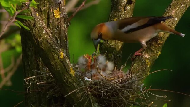 A mother bird is feeding her chicks with natural light.