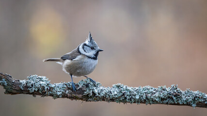 Czubatka europejska Lophophanes cristatus © Sawomir