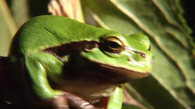 green tree frog