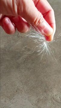 Pappus is Floating in House