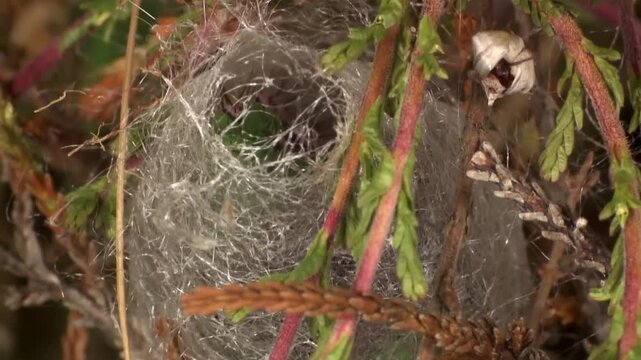 caterpillars become cocoons