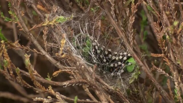 caterpillars become cocoons