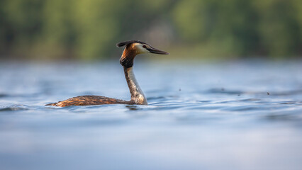 Perkoz dwuczuby Podiceps cristatus © Sawomir
