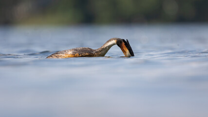Perkoz dwuczuby Podiceps cristatus © Sawomir
