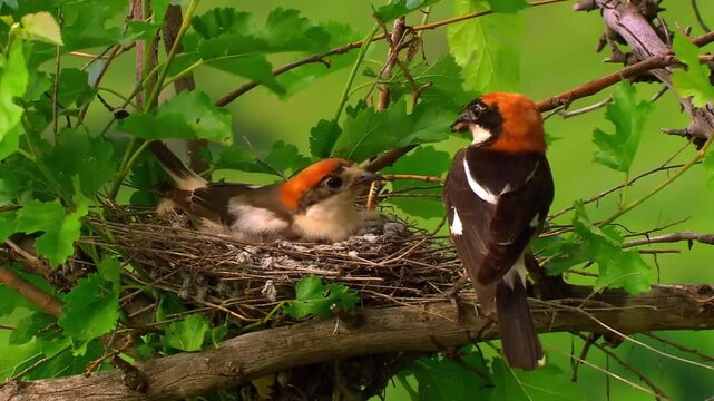 red winged blackbird