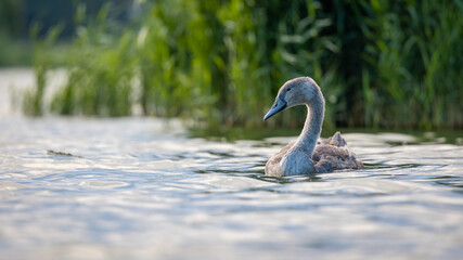 Łabędź niemy Cygnus olor © Sawomir
