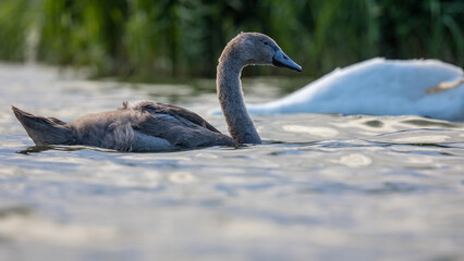 Łabędź niemy Cygnus olor © Sawomir
