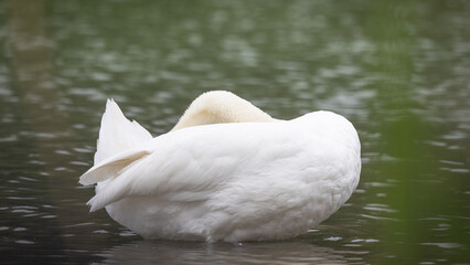 Łabędź niemy Cygnus olor © Sawomir
