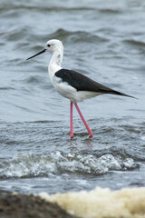 Obraz premium A black-winged stilt stands gracefully in shallow water with its long pink legs submerged. The bird features a long slender black bill and bright red eye, poised elegantly amid gentle waves.