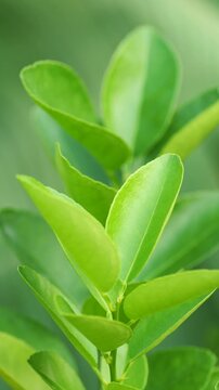 Macro of Young Orange Tree Sprout with Fresh Green Leaves, Tropical Citrus Plantation Background