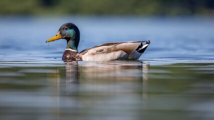 Krzyżówka zwyczajna Anas platyrhynchos © Sawomir