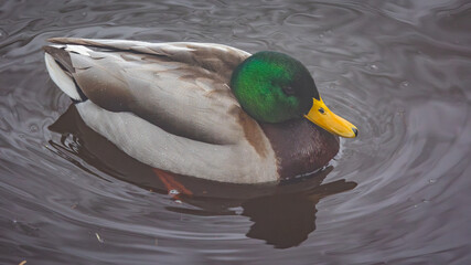 Krzyżówka zwyczajna Anas platyrhynchos © Sawomir