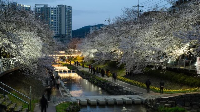 Cherry Blossom Day to Night Timelapse at Mugeocheon Stream with People Walking, Ulsan South Korea