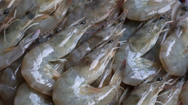 Close Up Fresh Vannamei Shrimp Background