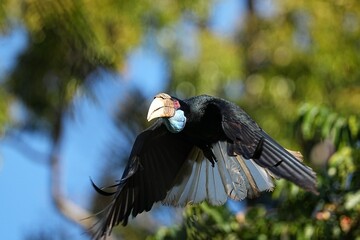 Hornbills live naturally in the forests of Thailand. © nopwaratch