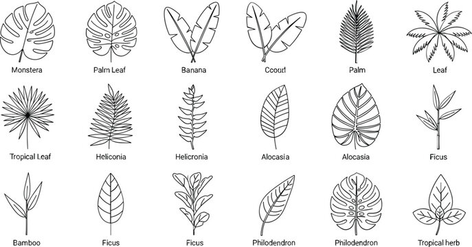 Tropical and Exotic Plant Leaf Icon Set Featuring Monstera, Palm, Bamboo, Aloe, and Ficus Leaves for Nature, Gardening, and Botanical Designs