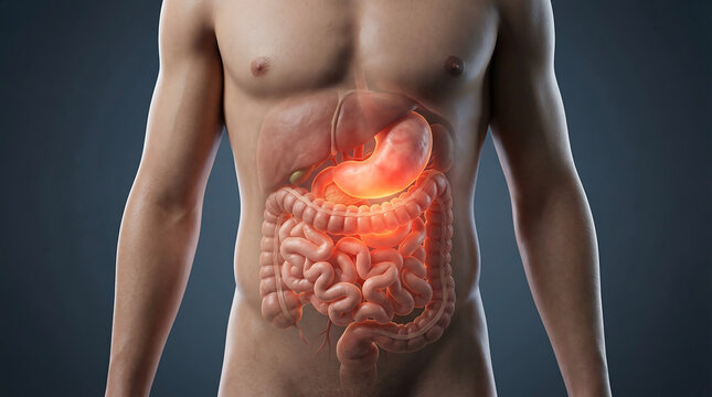 Detailed 3D render of male human torso highlighting the digestive system with a glowing red stomach, representing pain, inflammation, or an internal health issue