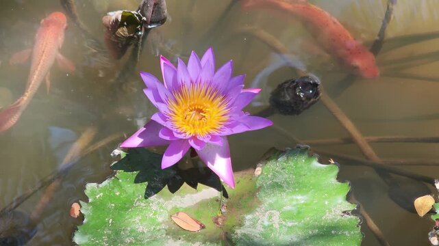 Purple lotus flowers in the pond.