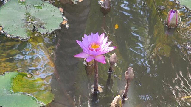 Purple lotus flowers in the pond.