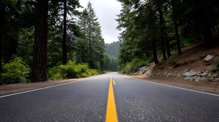 Obraz premium A straight asphalt road cuts through a dense verdant forest clearing suggesting a quiet journey into the natural wilderness
