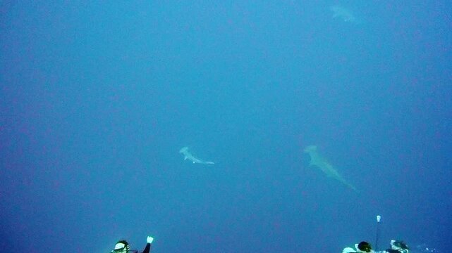 Hammerhead sharks swimming in the deep blue sea off Yonaguni Island, Okinawa, Japan.
