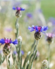 Obraz premium Vertical close-up of blue cornflowers blooming in a field with a soft bokeh background. 