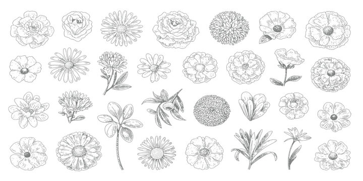 Silhouette Black Sketch of Flowers Isolated on White Background. Set of flowers vector illustration of a plant design hand draw flower set design