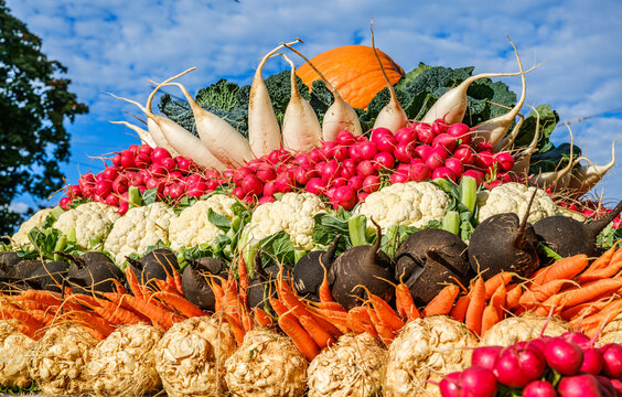 Collection of various vegetables arranged in a colorful display at a local market during a sunny afternoon in early autumn