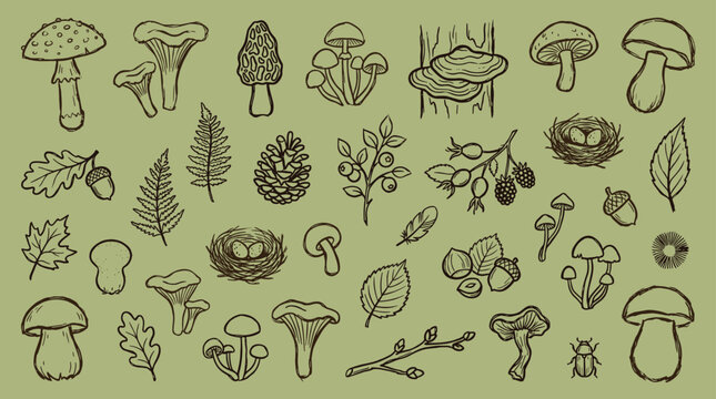 Vintage hand drawn collection of forest elements mushrooms leaves acorns pine cones berries and nests on a muted green background