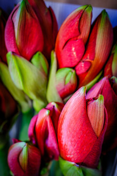 Flowers arranged in a box showing pink and green colors at a market in spring during the day with fresh blooms ready for sale