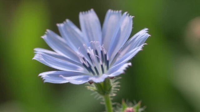 Delicate Blue Chicory Flower Blooming in Soft Green Nature Background Macro Shot
