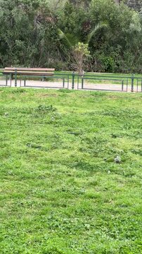 Flock of green parrots feeding on grass in Zappeion Garden, Athens, capturing urban wildlife in a natural Mediterranean park setting.