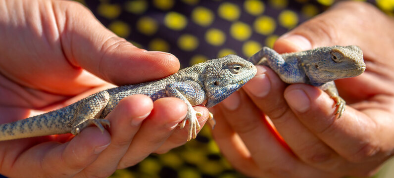 A close-up of a wild agama lizard held by a person. The blue agama ambushed on sand and branches, hunting for insects. A beautiful close-up of the blue lizard.