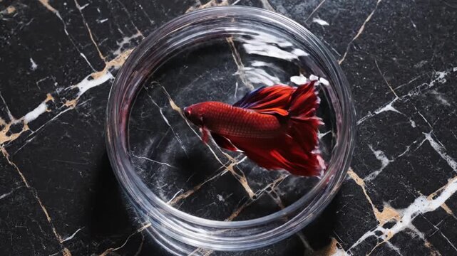 Red betta fish in small glass bowl.