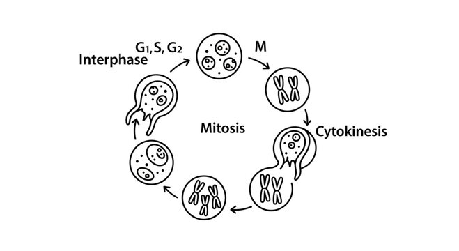 Cell Cycle Diagram: Mitosis, Interphase, G1, S, G2, M, Cytokinesis