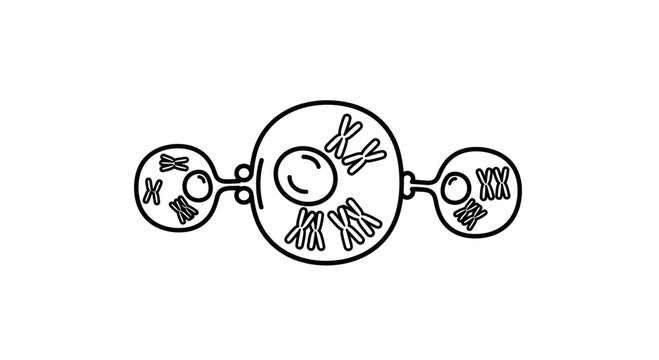 Cell Division: Meiosis I, Anaphase I - Chromosome Separation in Diploid Cell