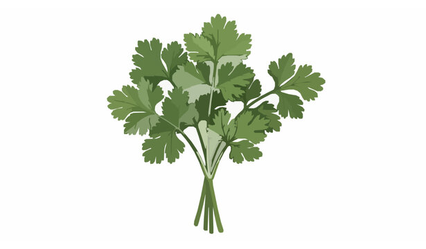 Fresh parsley coriander bunch realistic herb vector illustration isolated