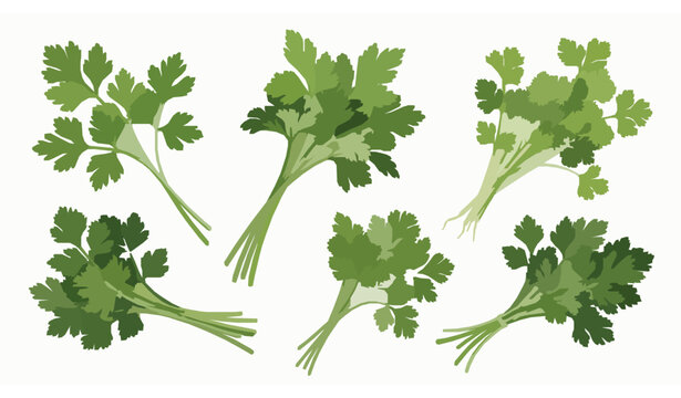 Parsley and coriander herb collection realistic botanical vector illustration