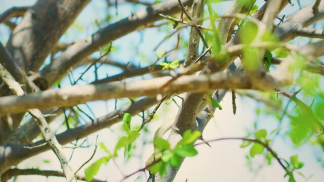 The Boomslang (Dispholidus typus) is a highly venomous snake in the family Colubridae, The species is native to sub-Saharan Africa. 