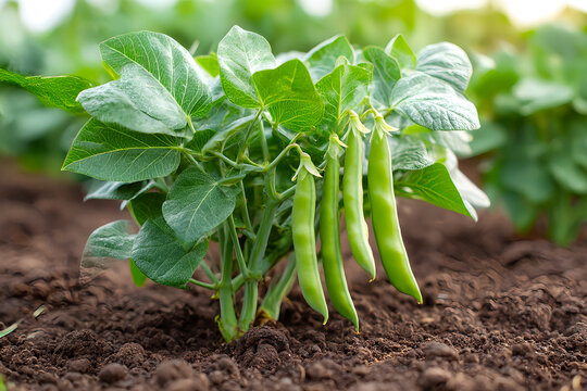 Field bean plants, green beans on a rural farm, broad bean, Broad Beans in the vegatable garden. Vicia faba, also known in the culinary sense as the broad bean, fava bean, or faba bean is a species.