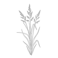 Fototapeta premium grass plant botanical illustration a natural line art grain plant in a minimalist organic design isolated on white great for eco branding