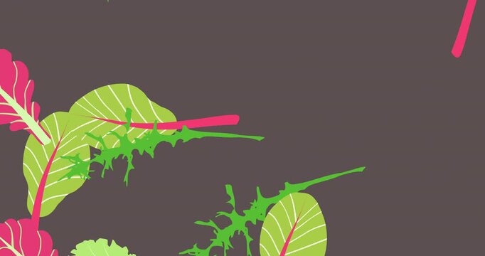 Flying salad leaves. Green red raw leaves. Arugula, spinach, lettuce leaf, watercress. Organic ingredients for cooking healthy food. 4k loop video graphic animation  left to right