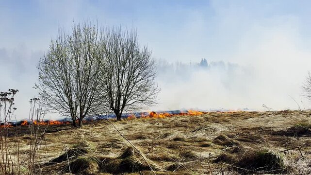 Grassland wildfire advancing across dry field with solitary trees surrounded by smoke, illustrating environmental danger, climate stress and ecological vulnerability