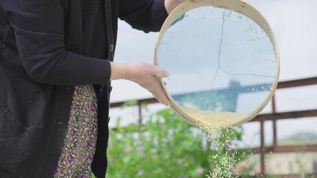 Elderly farmer woman sifting harvested wheat grain with a traditional sieve in a rural village, demonstrating an old-fashioned method of food processing and agriculture
