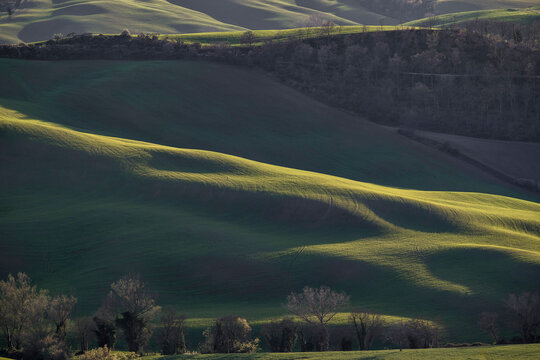 Rolling green hills of Val d'Orcia, Tuscany, Italy, at golden hour with dramatic side lighting and shadows. Ideal for travel editorial, luxury tourism, and premium interior decor.