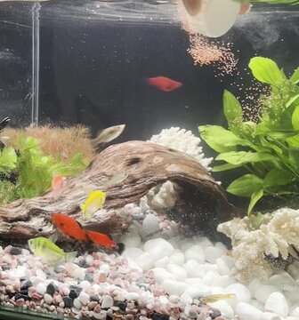 Person's hand adding fish food to a colorful aquarium